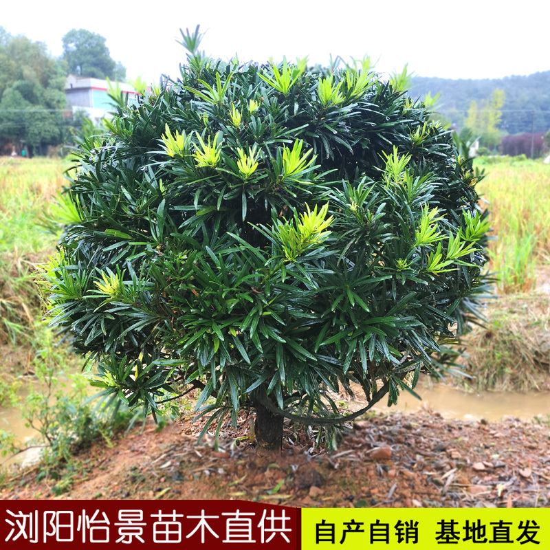 雀舌小叶罗汉松球造型树桩盆景庭院园林化树风景树花境植物