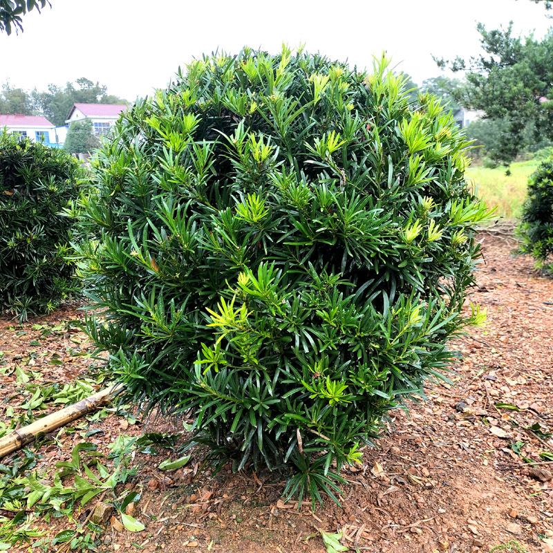 雀舌小叶罗汉松球造型树桩盆景庭院园林化树风景树花境植物