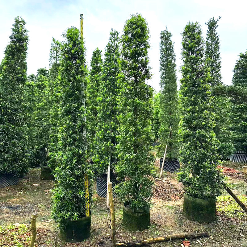 雀舌小叶罗汉松球造型树桩盆景庭院园林化树风景树花境植物