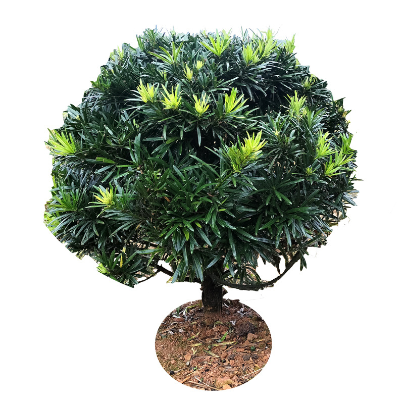 雀舌小叶罗汉松球造型树桩盆景庭院园林化树风景树花境植物