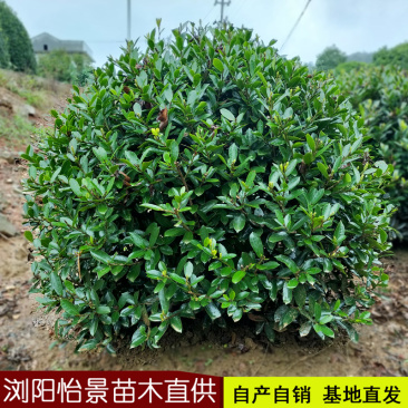 中华蚊母树蚊母球庭院花卉风景树花境植物绿化树苗木