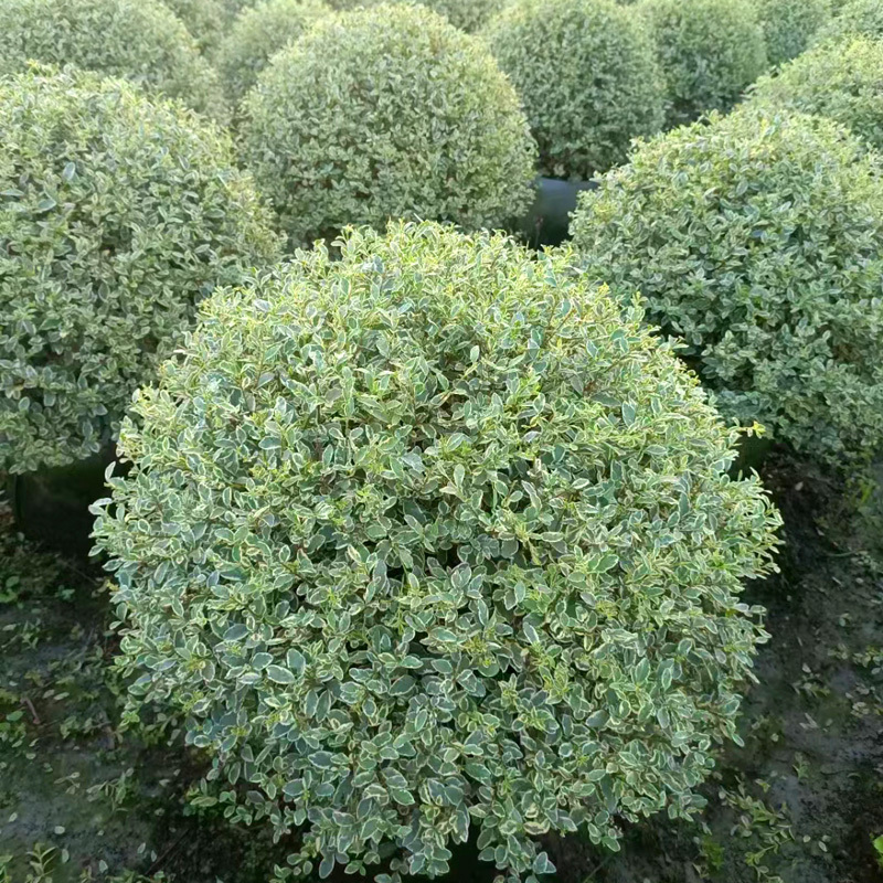 银姬小蜡球庭院花卉风景树花境植物庭院花卉风景树绿化树苗木