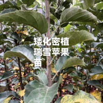 四川瑞雪苹果苗乔化密植矮化密植多规格品质保证产地直发