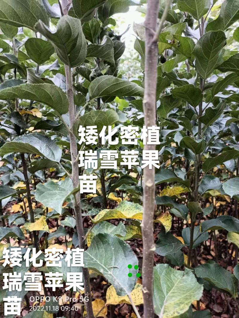四川瑞雪苹果苗乔化密植矮化密植多规格品质保证产地直发