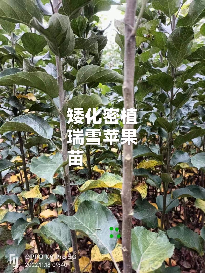 四川瑞雪苹果苗乔化密植矮化密植多规格品质保证产地直发
