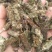 夏枯球，产地直发，量大从优，诚信经营，保质保量，欢迎来电咨询