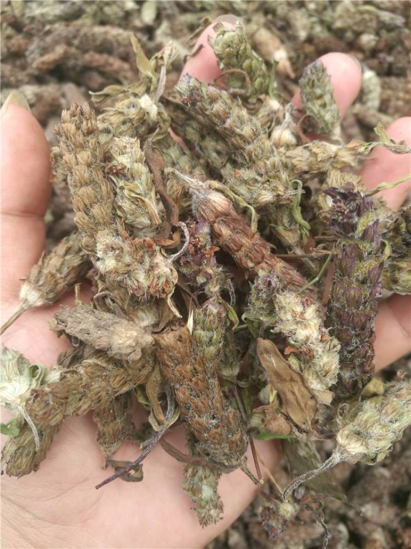 夏枯球，产地直发，量大从优，诚信经营，保质保量，欢迎来电咨询