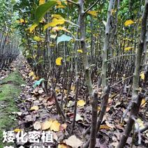 四川维纳斯黄金树苗苹果苗全国易种基地直发品质保证