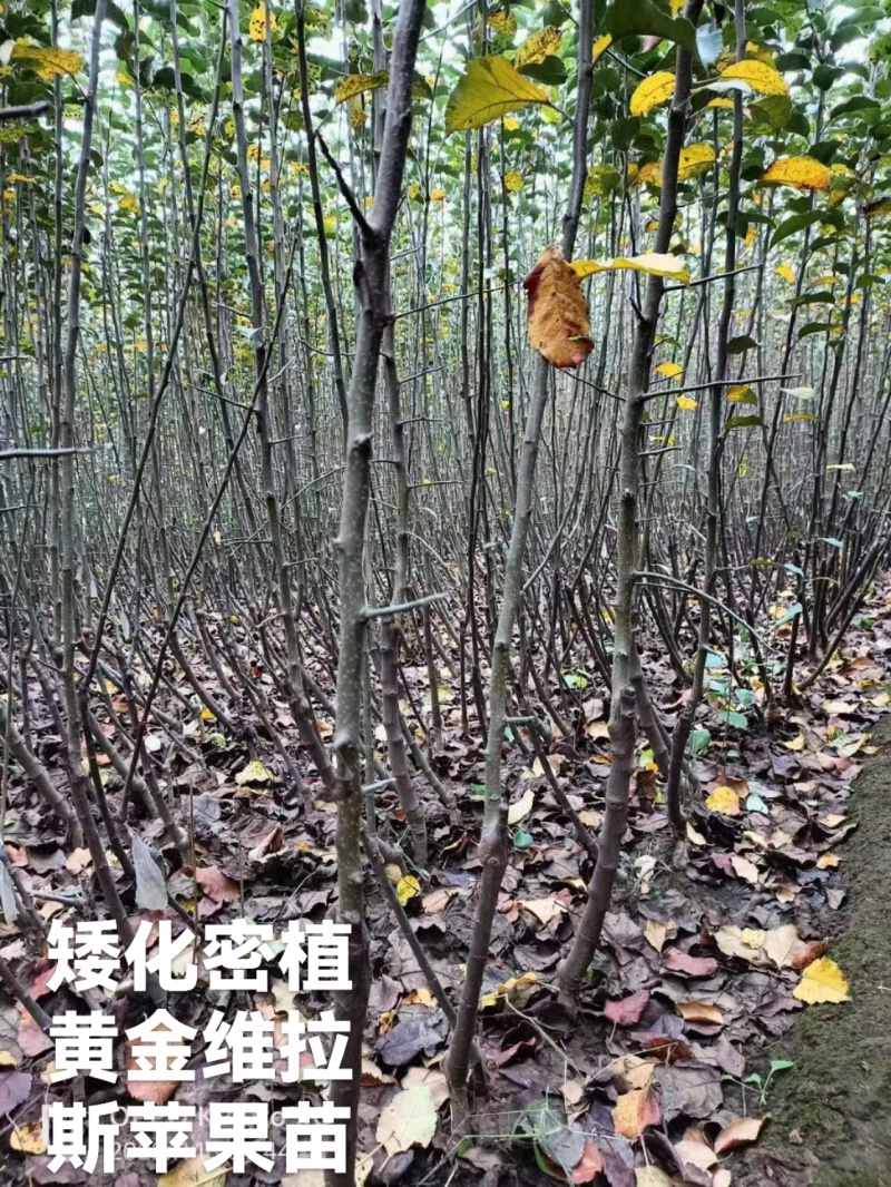 四川维纳斯黄金树苗苹果苗全国易种基地直发品质保证