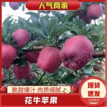 精品花牛苹果，现采现发，品质保证支持视频看货