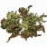 荔枝草，产地直发，量大从优，诚信经营，保质保量，欢迎来电咨询