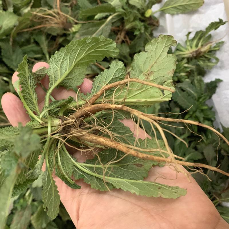 荔枝草，产地直发，量大从优，诚信经营，保质保量，欢迎来电咨询
