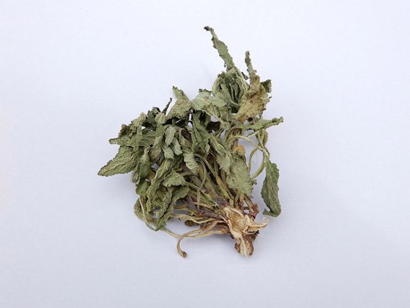荔枝草，产地直发，量大从优，诚信经营，保质保量，欢迎来电咨询