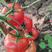山东西红柿苗规格齐全品质保证可视频看货欢迎咨询
