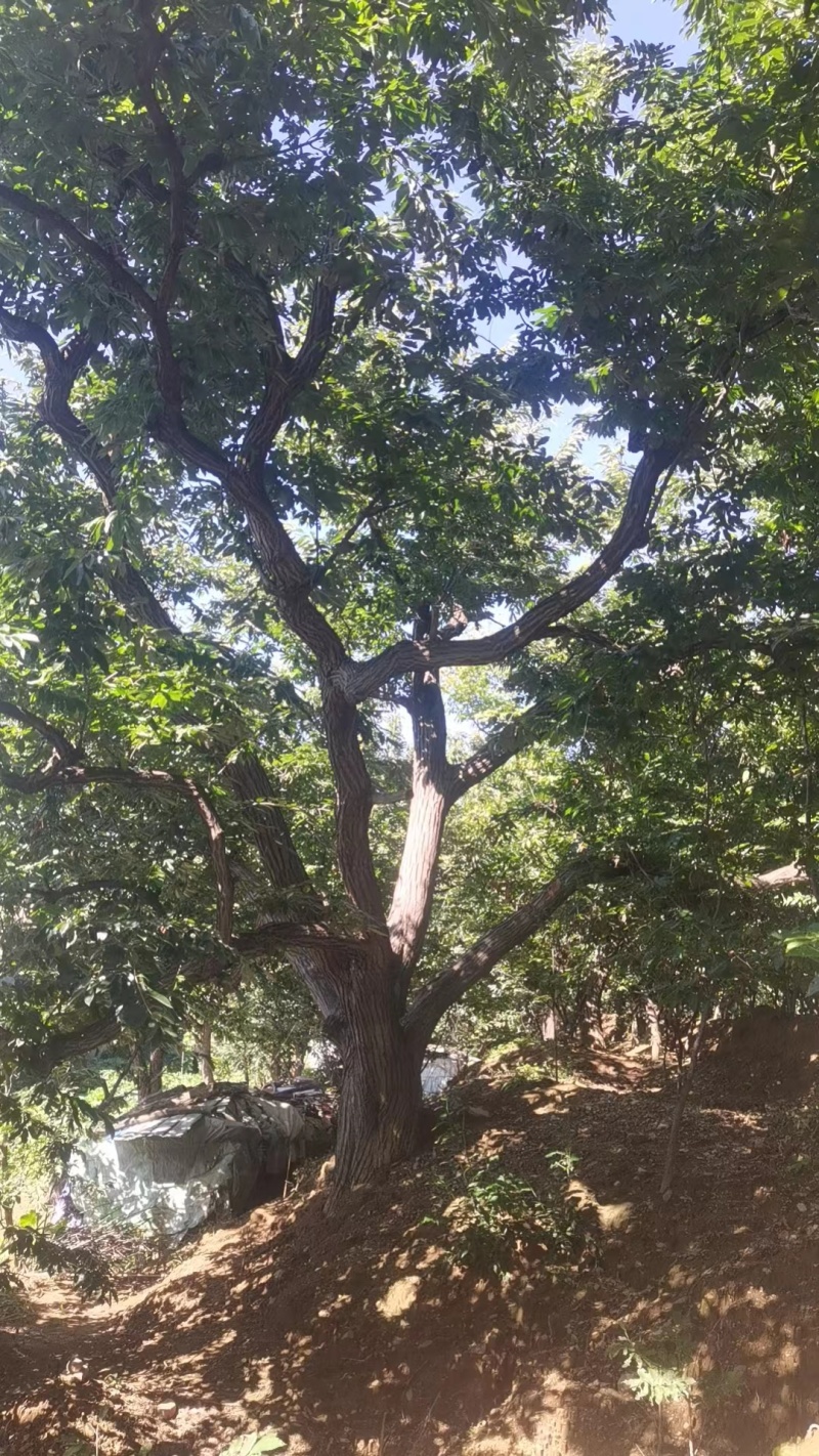 迁西精品板栗，产地直发，一包起发，欢迎老板选购