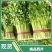 精选芹菜大量上市产地直发保质保量对接各大电商批发商