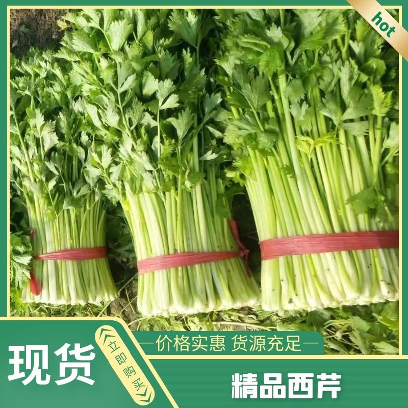 精选芹菜大量上市产地直发保质保量对接各大电商批发商