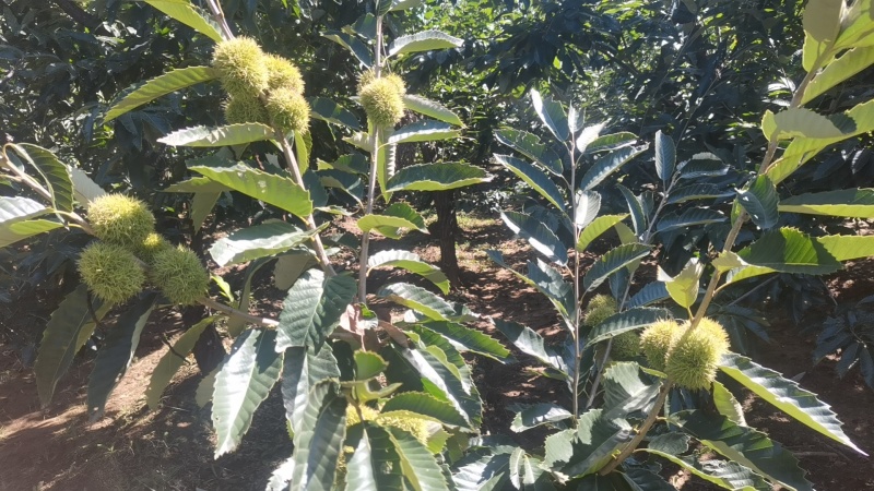 迁西精品板栗，产地直发，一包起发，欢迎老板选购