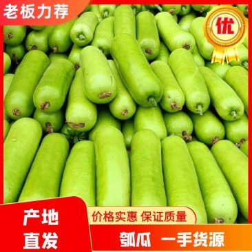 瓠瓜广东湛江精品瓠瓜一手货源量大从物美价廉电联优惠
