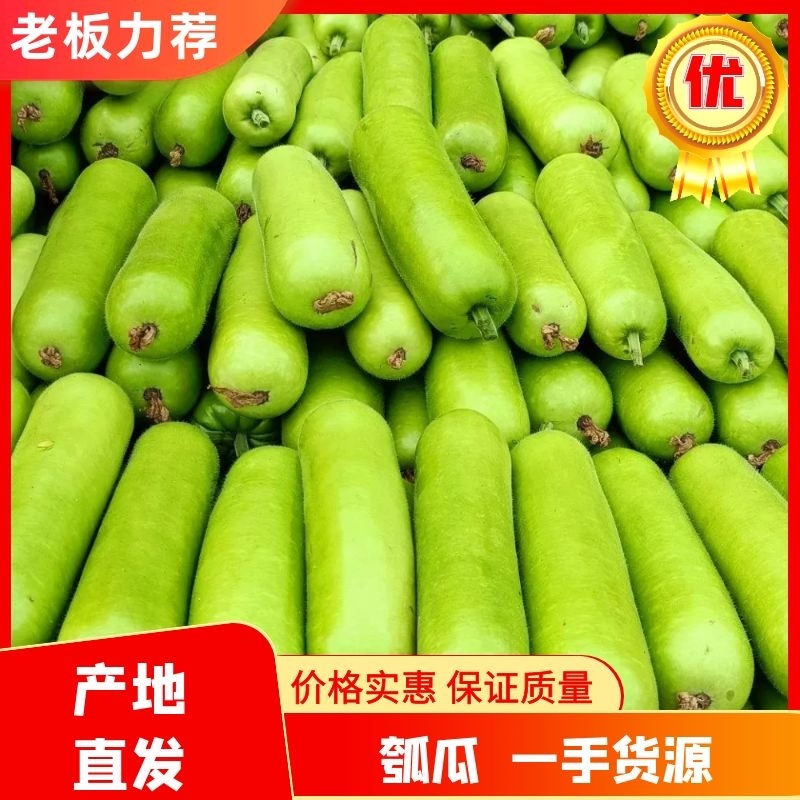 瓠瓜广东湛江精品瓠瓜一手货源量大从物美价廉电联优惠