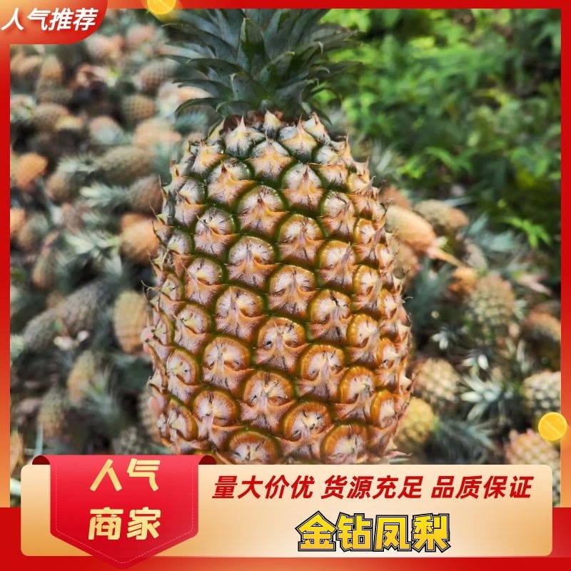 【热卖菠萝】凤梨广东徐闻金钻凤梨精品发货产地直供电联优惠