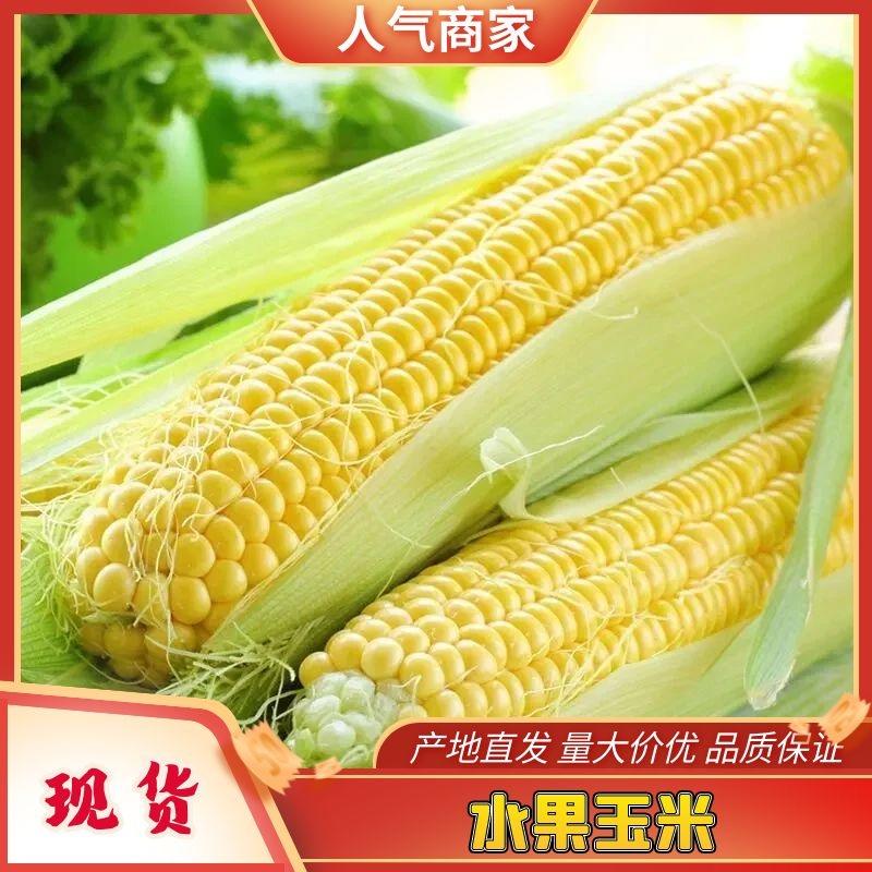【水果玉米】广东徐闻玉米质量保证量大从优价格实惠欢迎来电咨询