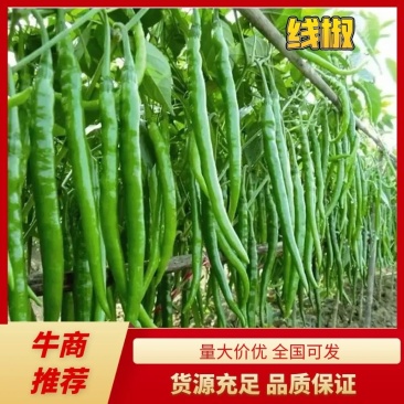 【线椒】广东徐闻线椒精品上市条型直颜色鲜艳量大从优电联