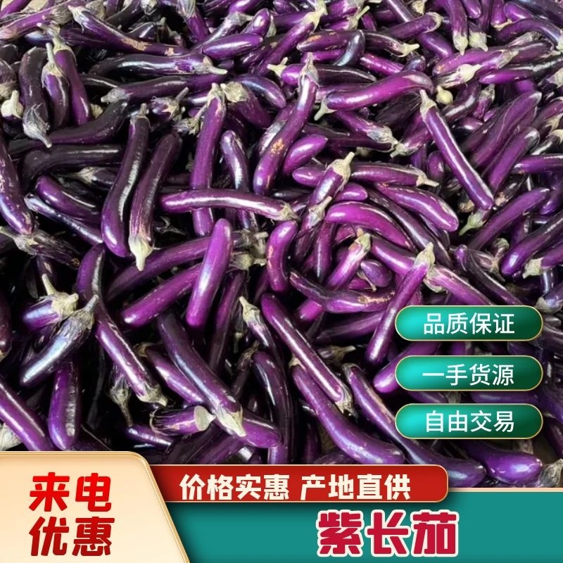【紫茄】广东湛江紫色长茄质量保证颜色鲜艳无虫眼斑点欢迎电联