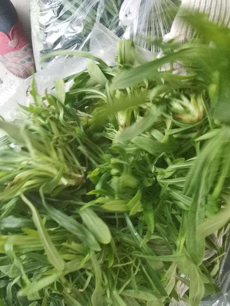 聊城精品面条菜，产地直发，保质保量，欢迎老板选购