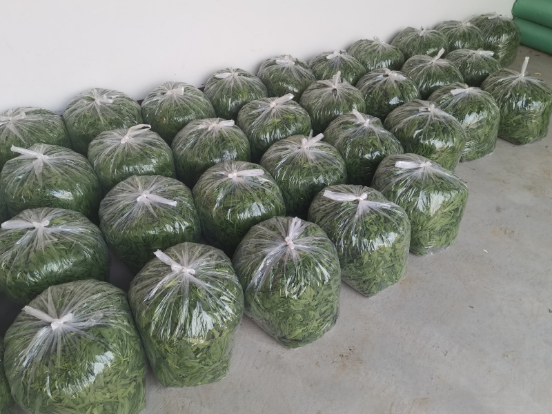 聊城精品面条菜，产地直发，保质保量，欢迎老板选购