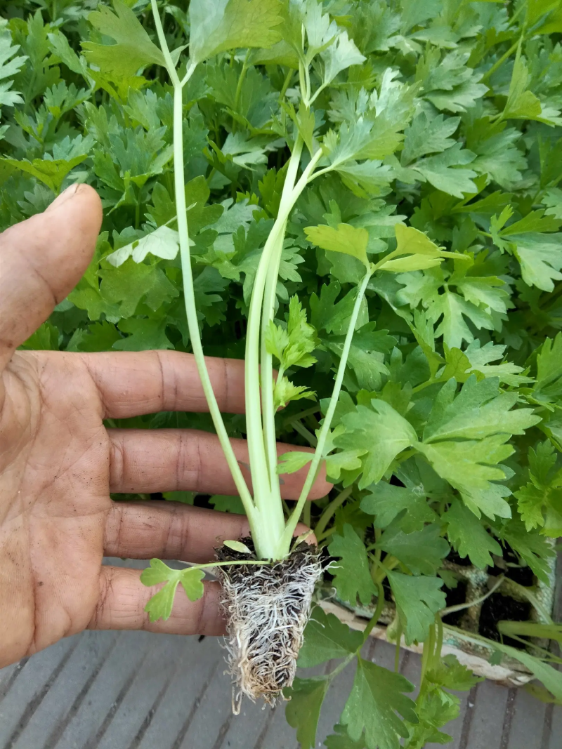 西芹苗，产地直发，货源充足，量大从优，欢迎来电咨询