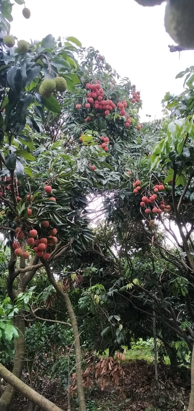 广东荔枝增城桂味荔枝，颗颗精选大量供应可视频看货