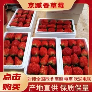 红颜久久京臧香宁玉新丰一号草莓大量供应货源充足电联