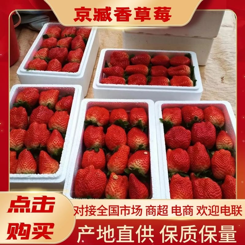 红颜久久京臧香宁玉新丰一号草莓大量供应货源充足电联
