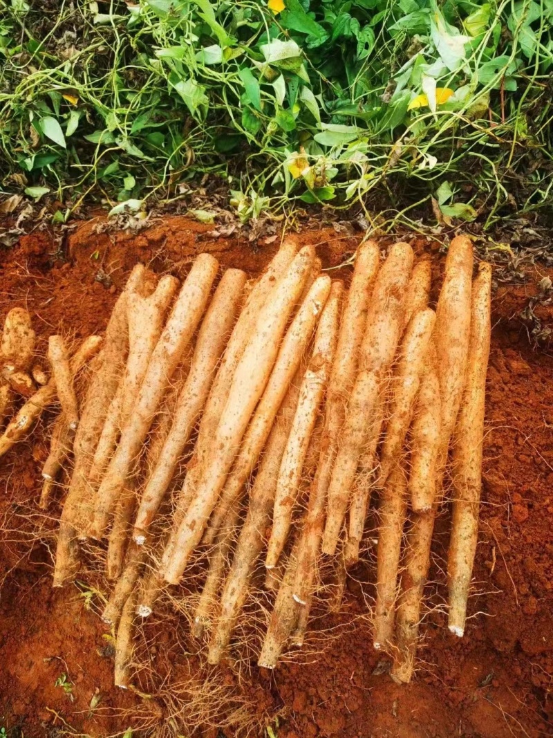 【精】淮山药广西山药产地直供一手货源电商货市场货