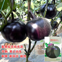 圆茄子种子紫黑发亮早熟黑圆茄果大早熟大棚露地都种植