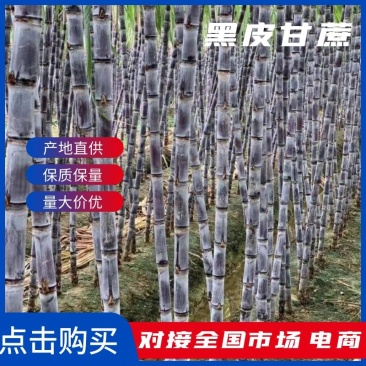 云南普洱景谷黑皮甘蔗3米上下量大皮薄好剥少裂无棉心打捆按需拣