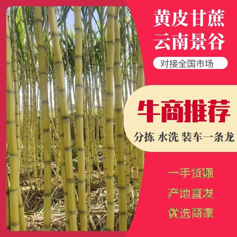 云南普洱景谷黄皮甘蔗节长且粗无棉心少裂表皮干净备货快一手价