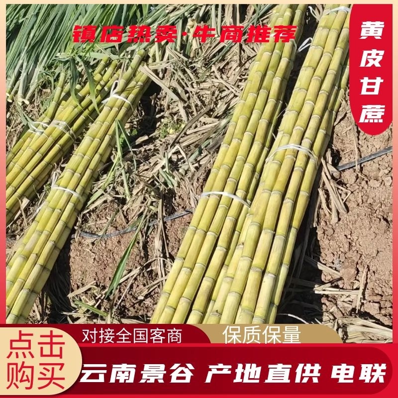 云南青皮甘蔗节长汁多皮薄好剥全国发货量大从优视频实地看货