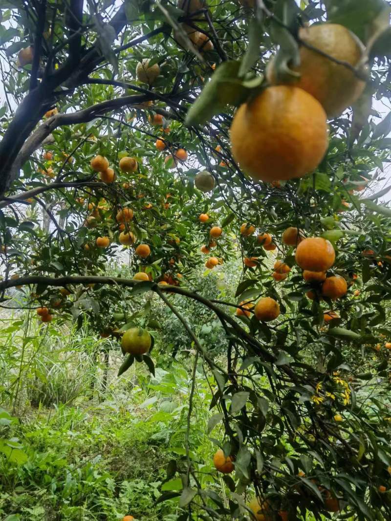 湖南椪柑现摘现发新货上市，整车批发价，实力代办电联