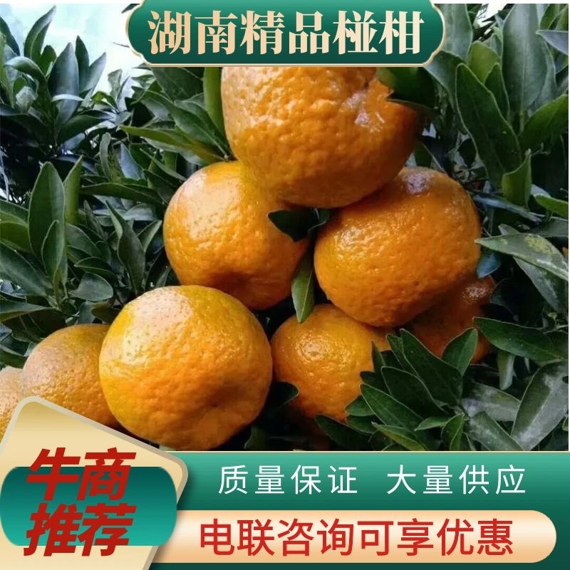 湖南椪柑现摘现发新货上市，整车批发价，实力代办电联