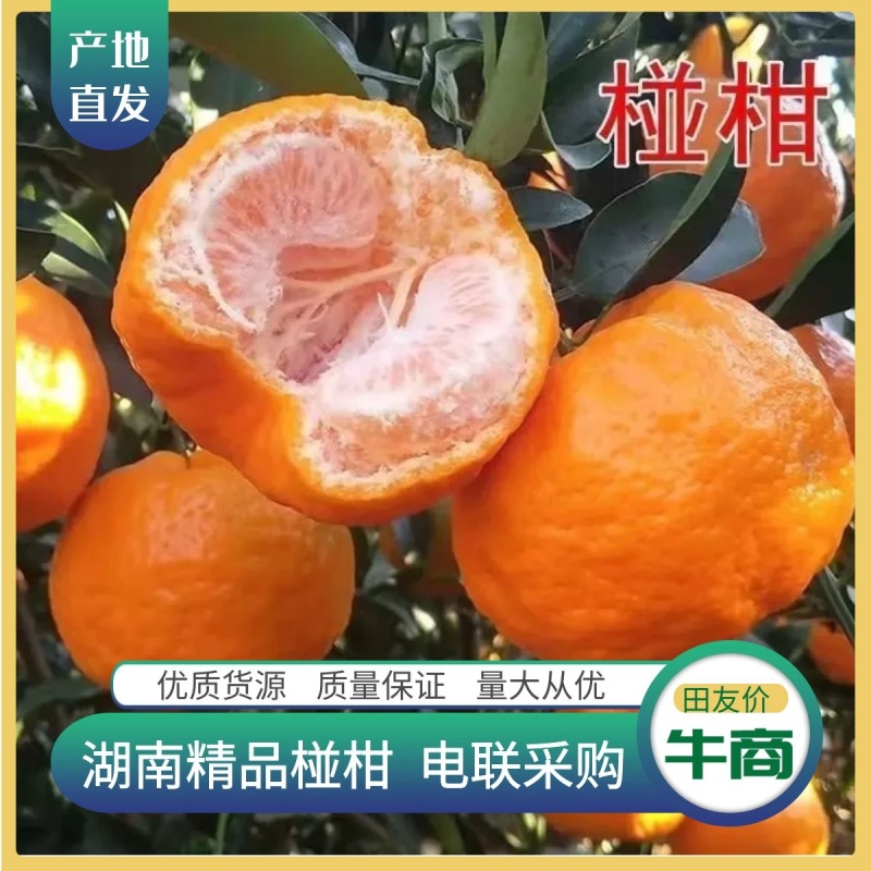 碰柑椪柑，湖南现摘现发新货上市，整车批发价，实力代办电联