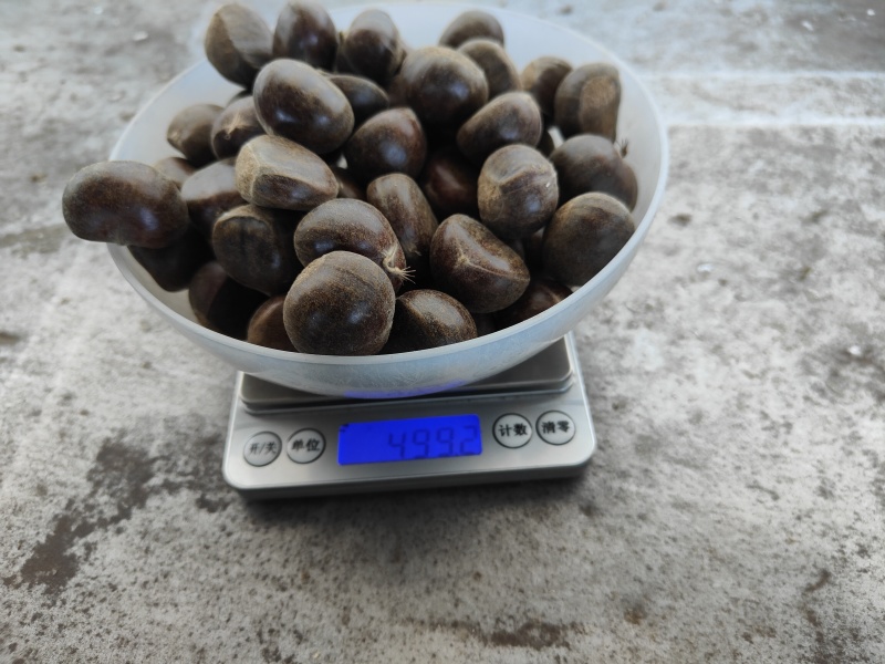 迁西精品3113板栗，产地直发，一包起批，欢迎老板选购