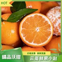 【精品】云南柑橘沃柑规格齐全商超外贸供货有需详谈视频