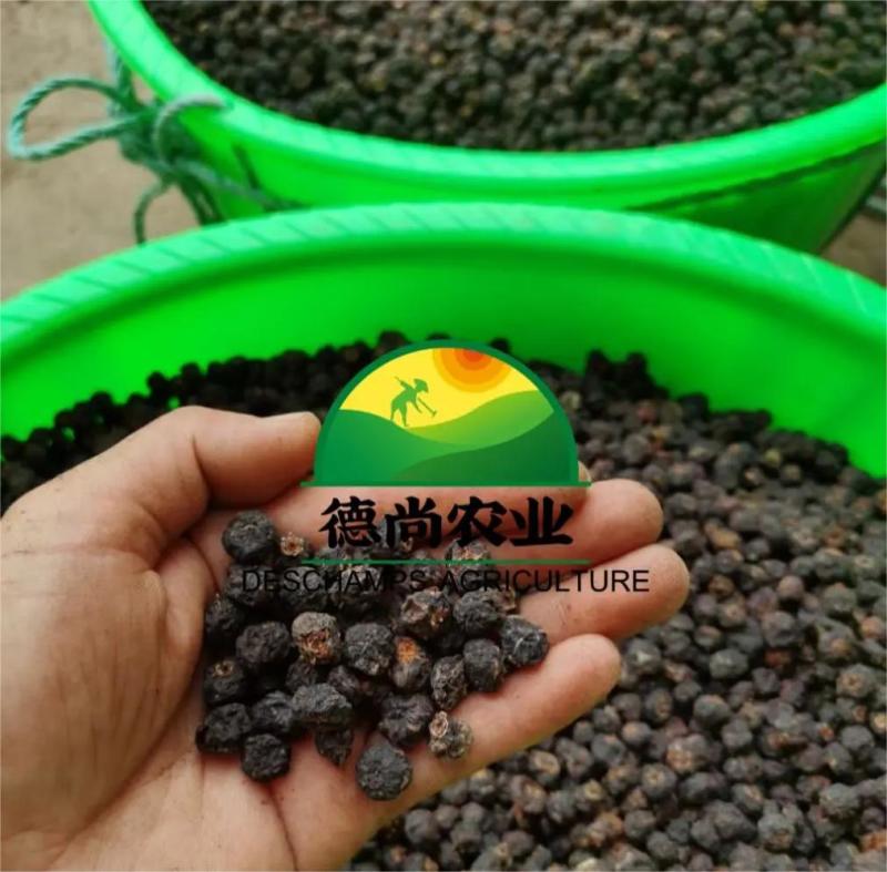 红果参干果，可泡茶水可泡酒喝，中药材半成品批发量大