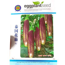 竹丝茄种子泰国花茄子基地选用早熟春秋两用高产茄子种子