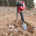 起根带土球挖树机便携式果树移苗机多功能树苗起树机