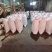【热卖】山东大红袍花椒保质保量,优质花椒精品代发全国