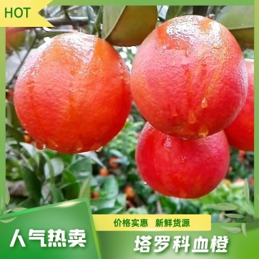 四川塔罗科血橙、颜色鲜红、皮薄多汁、一手货源承接各平台
