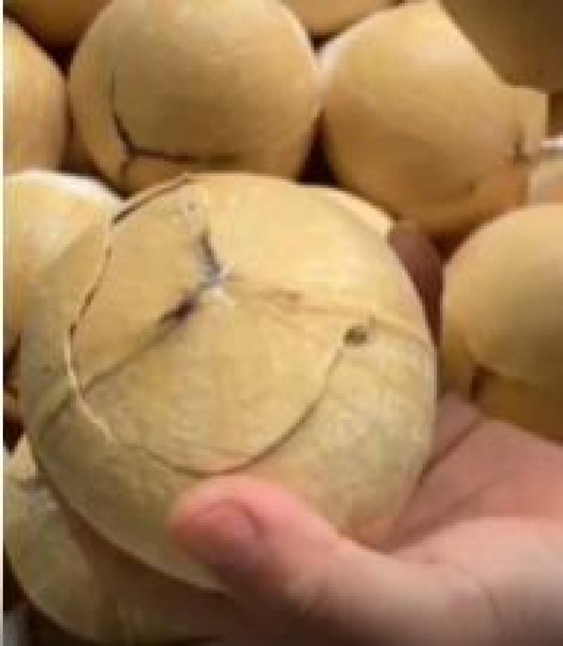 奶香椰皇长在树上的矿泉水